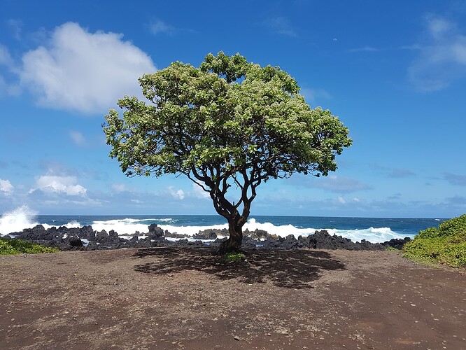 hawaii_tree