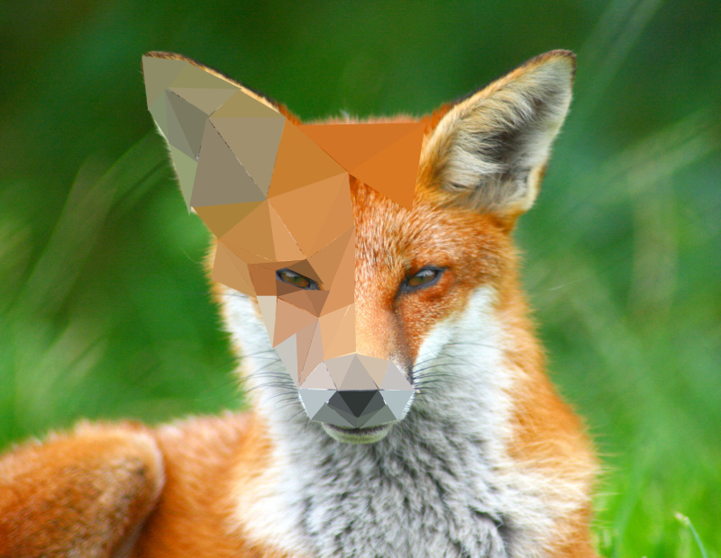 Looking_Foxy